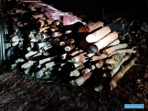 ZATRZYMANI MĘŻCZYŹNI PODEJRZANI O KRADZIEŻ DRZEWA
