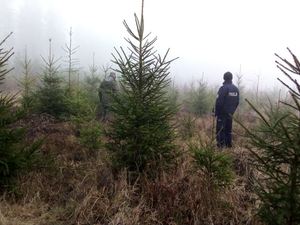 Kupno i sprzedaż choinek. Policjanci kontrolują nielegalną wycinkę w lasach